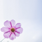 Atvirukai krikštynų proga Elektroninė atvirutė su violetine gėle