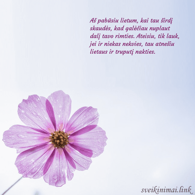 Elektroninė atvirutė su violetine gėle Aš pabūsiu lietum, kai tau širdį skaudės, kad galė Elektroninė atvirutė su violetine gėle