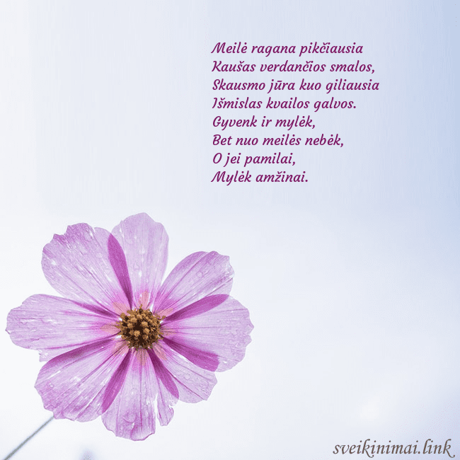 Elektroninė atvirutė su violetine gėle Meilė ragana pikčiausia
Kaušas verdančios smalos,
Elektroninė atvirutė su violetine gėle