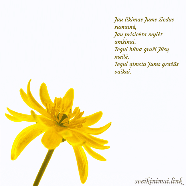 Atvirukas su geltona gėle Jau likimas Jums žiedus sumainė,
Jau prisiekta my Atvirukas su geltona gėle