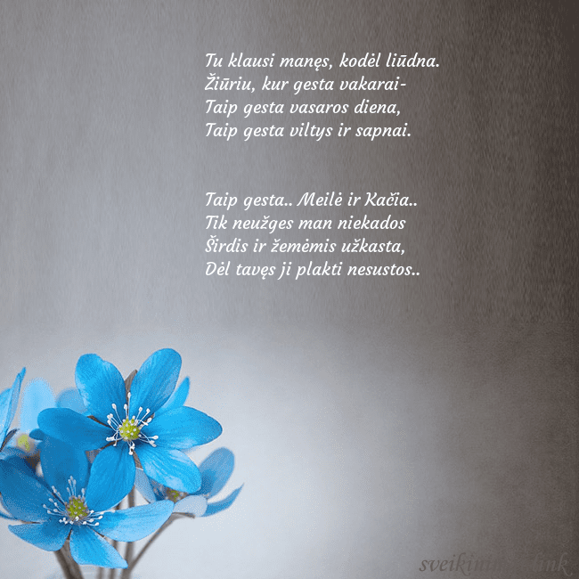 Atvirukas su žibuoklėmis Tu klausi manęs, kodėl liūdna.
Žiūriu, kur gesta Atvirukas su žibuoklėmis