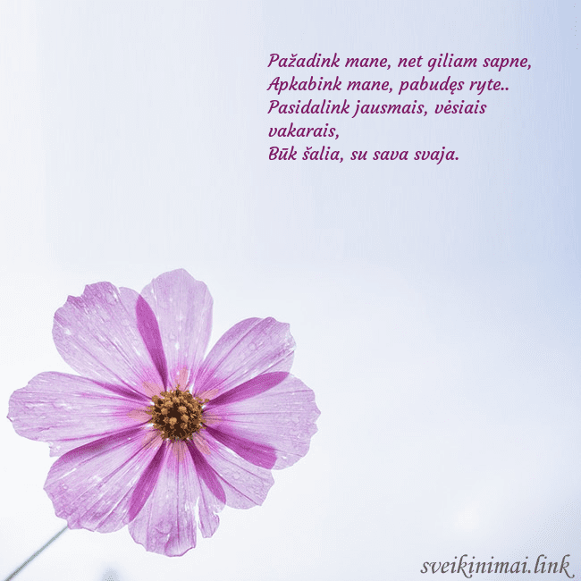 Elektroninė atvirutė su violetine gėle Pažadink mane, net giliam sapne,
Apkabink mane, pa Elektroninė atvirutė su violetine gėle