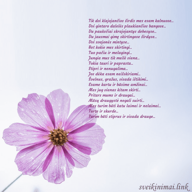 Elektroninė atvirutė su violetine gėle