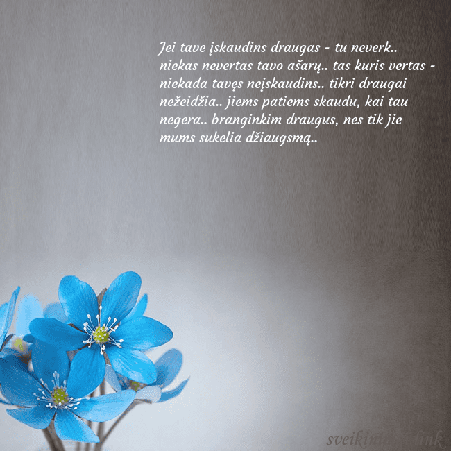 Atvirukas su žibuoklėmis Jei tave įskaudins draugas - tu neverk.. niekas ne Atvirukas su žibuoklėmis