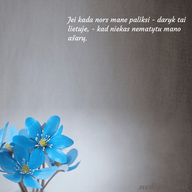 Atvirukas su žibuoklėmis