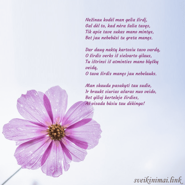 Elektroninė atvirutė su violetine gėle Nežinau kodėl man gelia širdį,
Gal dėl to, kad nėr Elektroninė atvirutė su violetine gėle