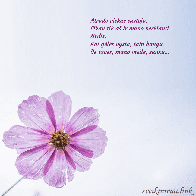 Elektroninė atvirutė su violetine gėle Atrodo viskas sustojo,
Likau tik aš ir mano verki Elektroninė atvirutė su violetine gėle