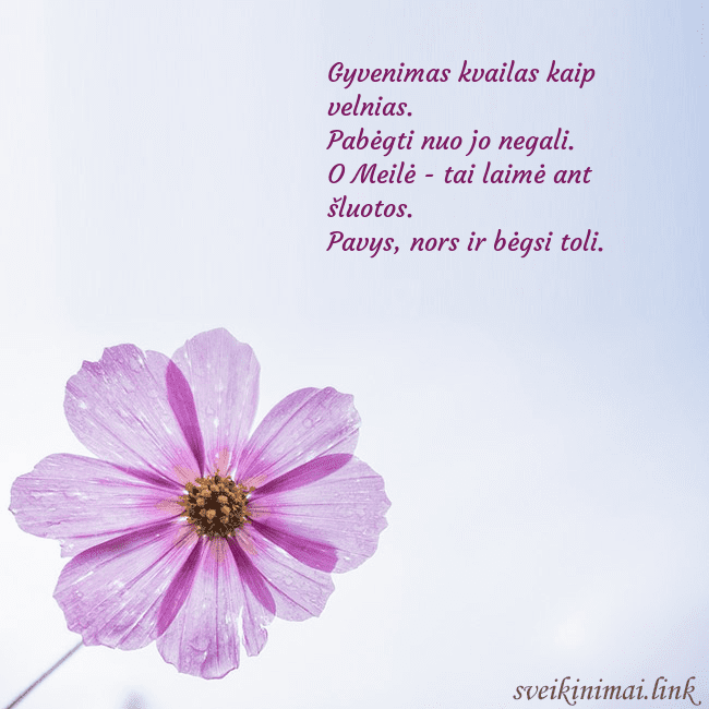 Elektroninė atvirutė su violetine gėle Gyvenimas kvailas kaip velnias.
Pabėgti nuo jo ne Elektroninė atvirutė su violetine gėle