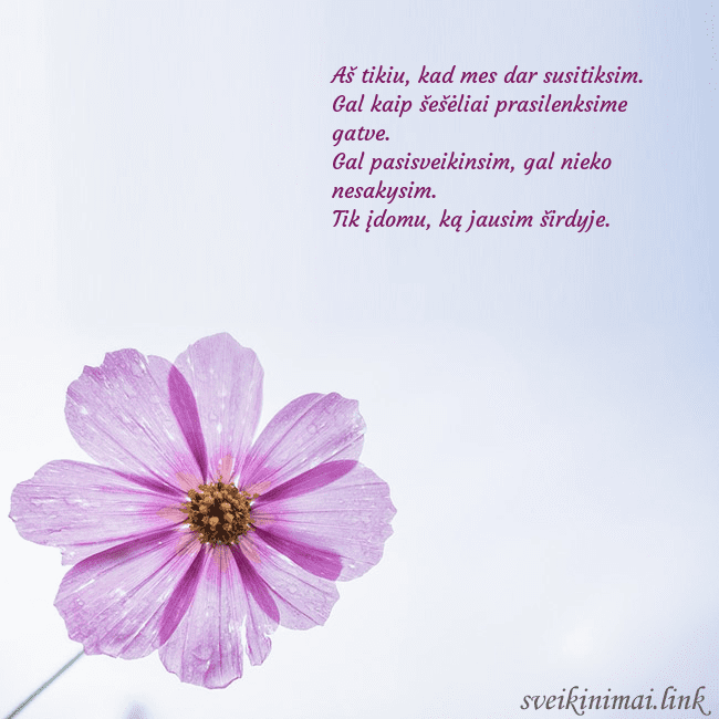 Elektroninė atvirutė su violetine gėle Aš tikiu, kad mes dar susitiksim.
Gal kaip šešėlia Elektroninė atvirutė su violetine gėle