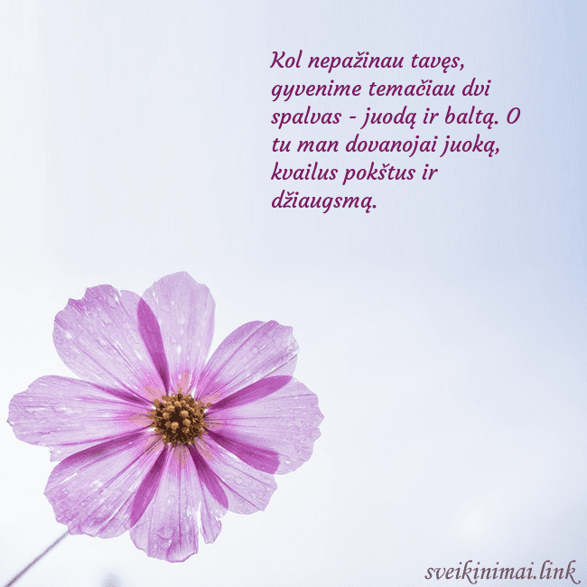 Elektroninė atvirutė su violetine gėle