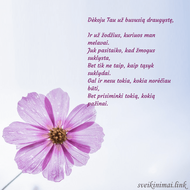 Elektroninė atvirutė su violetine gėle Dėkoju Tau už buvusią draugystę,
Ir už žodžius, Elektroninė atvirutė su violetine gėle