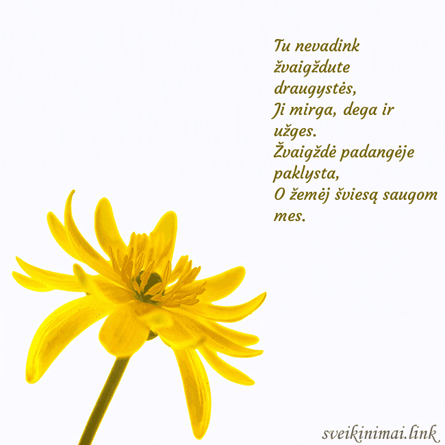 Atvirukas su geltona gėle Tu nevadink žvaigždute draugystės,
Ji mirga, dega Atvirukas su geltona gėle