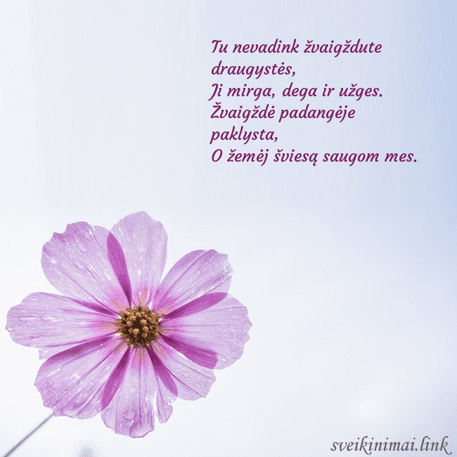 Elektroninė atvirutė su violetine gėle Tu nevadink žvaigždute draugystės,
Ji mirga, dega Elektroninė atvirutė su violetine gėle
