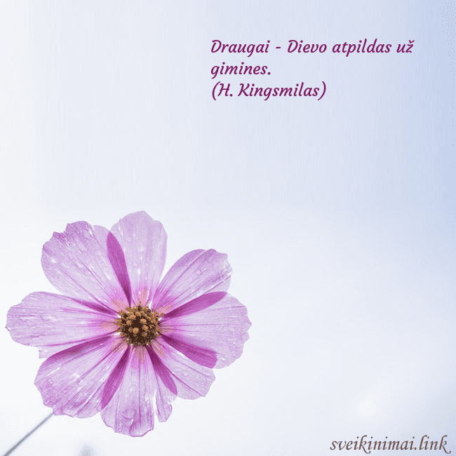 Elektroninė atvirutė su violetine gėle