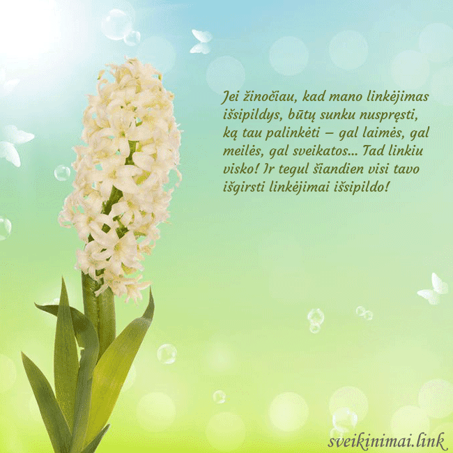 Atvirukas su hiacintu Jei žinočiau, kad mano linkėjimas išsipildys, būtų Atvirukas su hiacintu