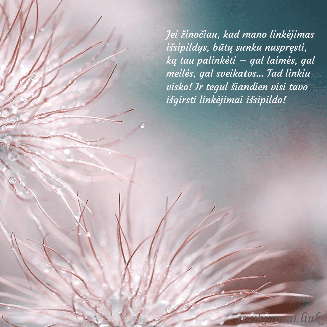 Atvirukas su pūkuotais augaliukais Jei žinočiau, kad mano linkėjimas išsipildys, būtų Atvirukas su pūkuotais augaliukais