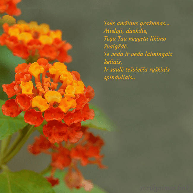 Atvirukas su oranžinėmis gėlėmis