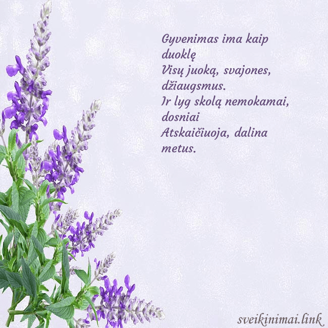 Gimtadienio atvirukas su lubinais Gyvenimas ima kaip duoklę
Visų juoką, svajones, dž Gimtadienio atvirukas su lubinais