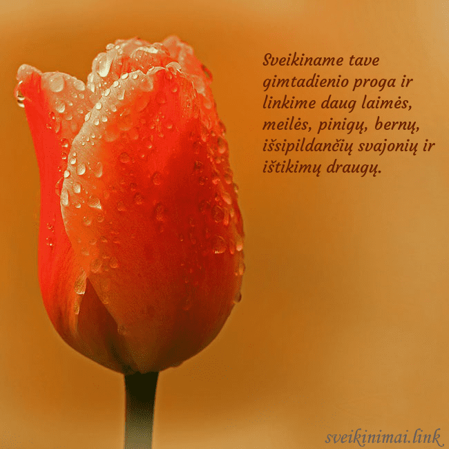 Gimtadienio atvirukas su raudona tulpe