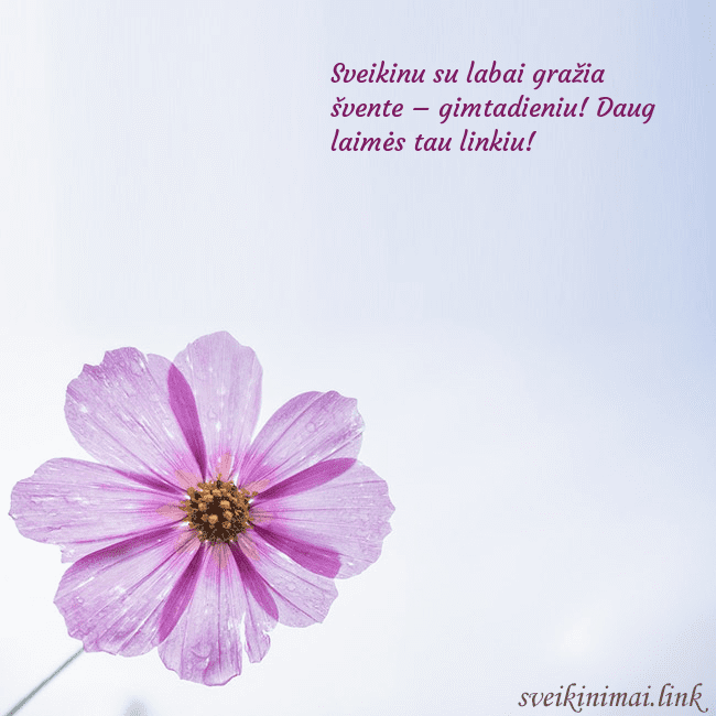 Elektroninė atvirutė su violetine gėle