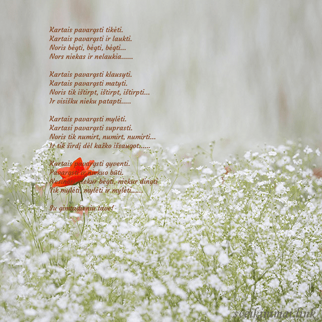 Elektroninis gimtadienio atvirukas su baltomis gėlėmis