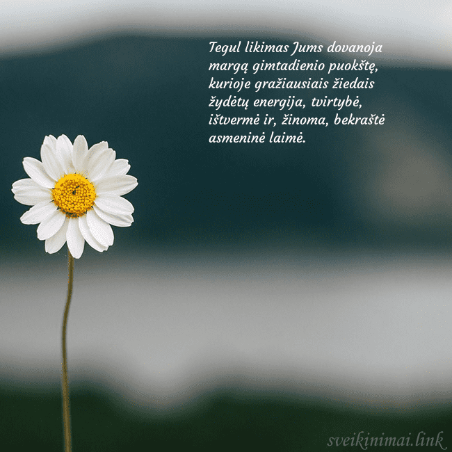 Elektroninis atvirukas su ramune Tegul likimas Jums dovanoja margą gimtadienio puok Elektroninis atvirukas su ramune