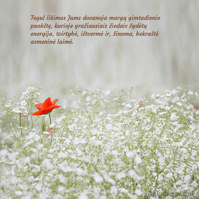 Elektroninis gimtadienio atvirukas su baltomis gėlėmis Tegul likimas Jums dovanoja margą gimtadienio puok Elektroninis gimtadienio atvirukas su baltomis gėlėmis