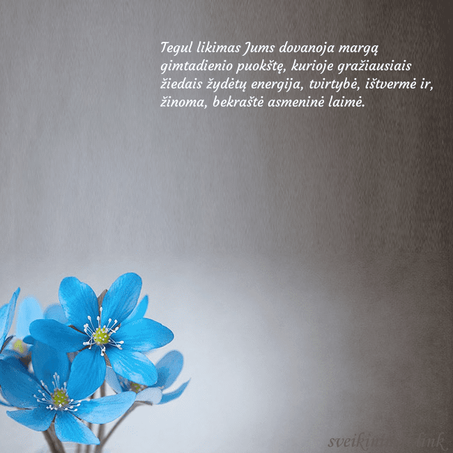 Atvirukas su žibuoklėmis Tegul likimas Jums dovanoja margą gimtadienio puok Atvirukas su žibuoklėmis