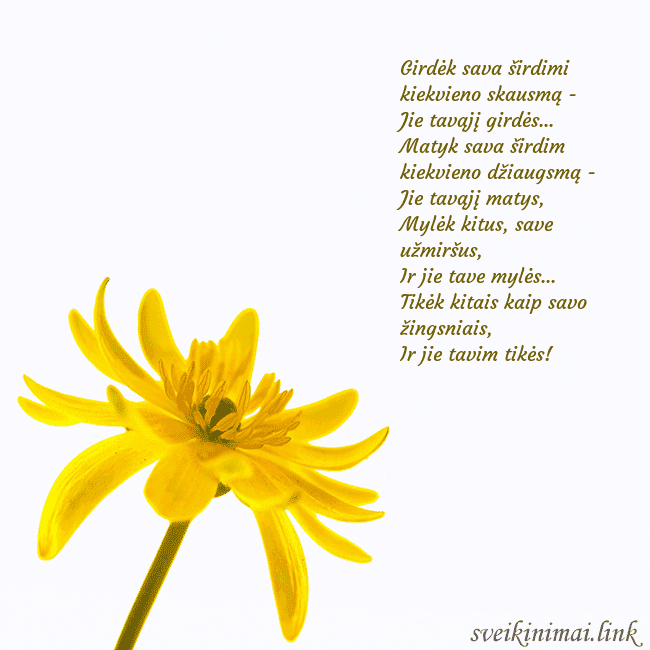 Atvirukas su geltona gėle Girdėk sava širdimi kiekvieno skausmą -
Jie tavą Atvirukas su geltona gėle