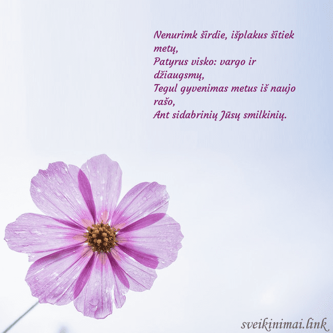 Elektroninė atvirutė su violetine gėle Nenurimk širdie, išplakus šitiek metų,
Patyrus v Elektroninė atvirutė su violetine gėle