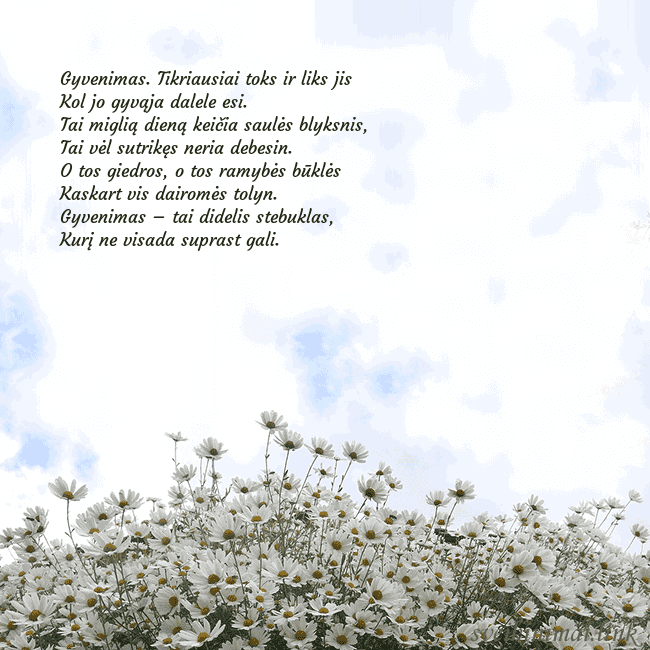 Atvirukas su ramunėmis
