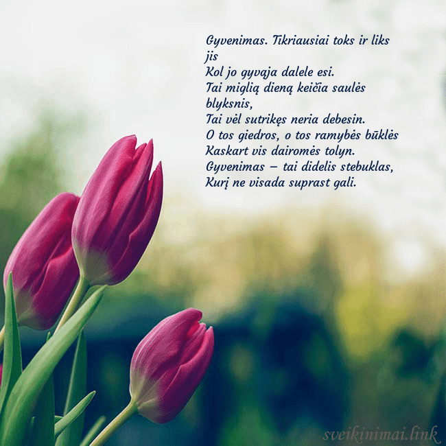 Atvirukas su trim raudonomis tulpėmis