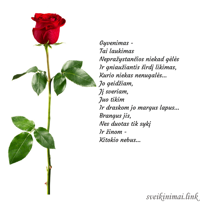 Atvirukas su raudona rože