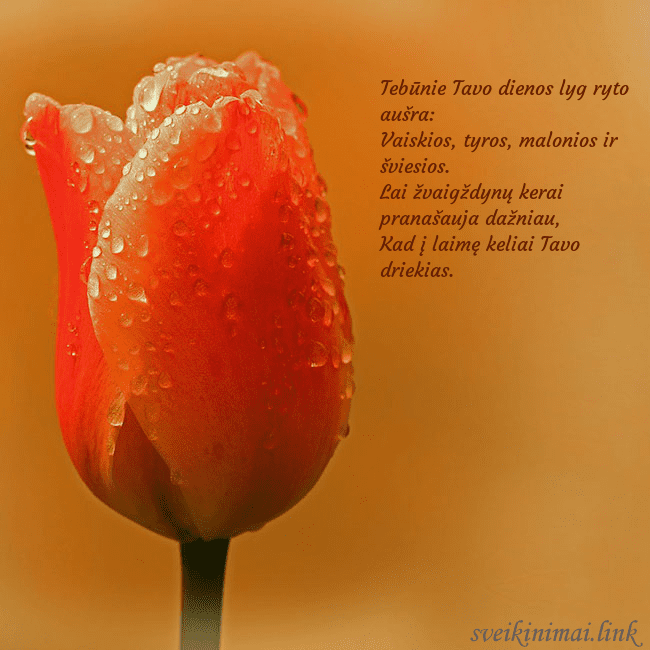 Gimtadienio atvirukas su raudona tulpe Tebūnie Tavo dienos lyg ryto aušra:
Vaiskios, tyr Gimtadienio atvirukas su raudona tulpe