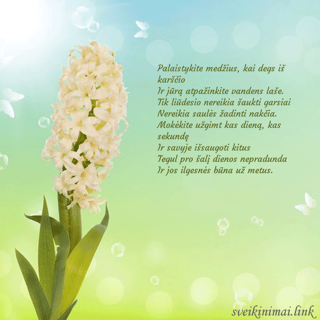 Atvirukas su hiacintu