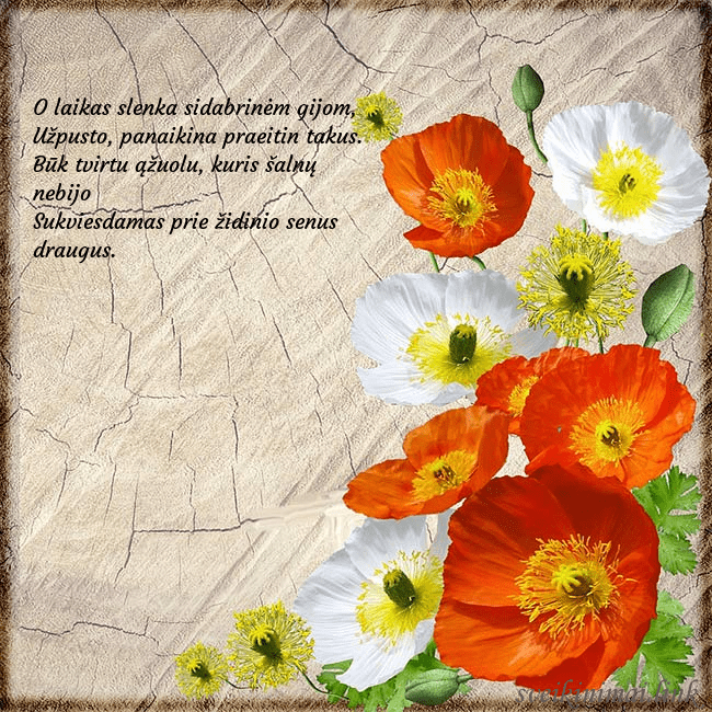 Atvirukas su aguonomis O laikas slenka sidabrinėm gijom,
Užpusto, panai Atvirukas su aguonomis