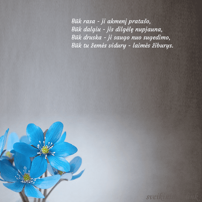 Atvirukas su žibuoklėmis