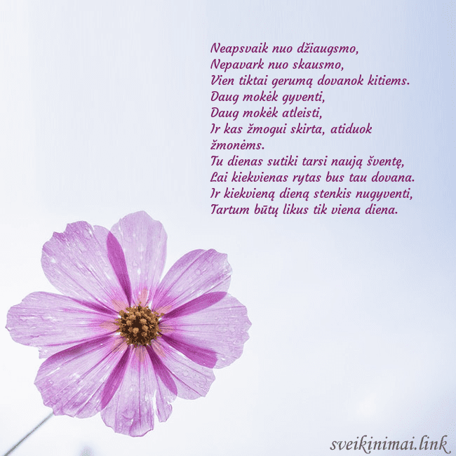 Elektroninė atvirutė su violetine gėle
