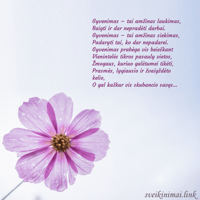 Elektroninė atvirutė su violetine gėle