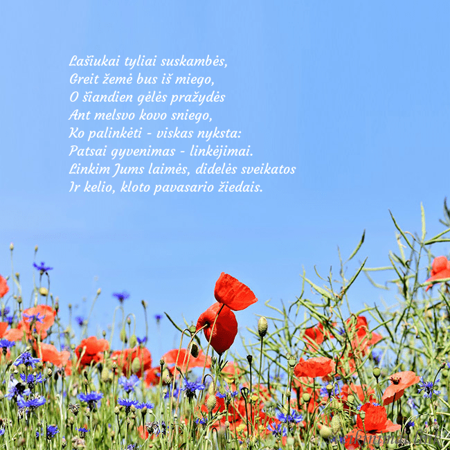 Gimtadienio atvirukas su aguonomis Lašiukai tyliai suskambės,
Greit žemė bus iš mieg Gimtadienio atvirukas su aguonomis