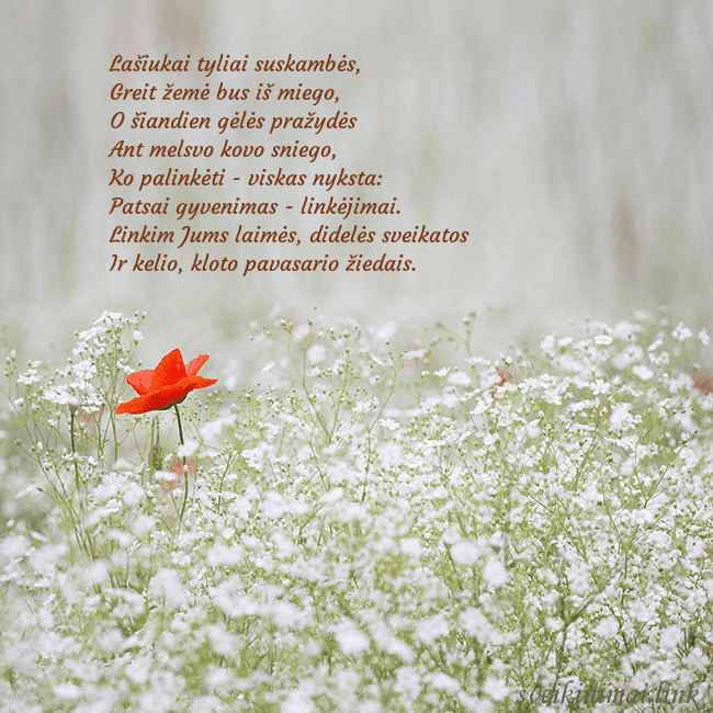 Elektroninis gimtadienio atvirukas su baltomis gėlėmis