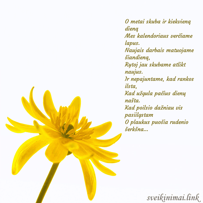 Atvirukas su geltona gėle