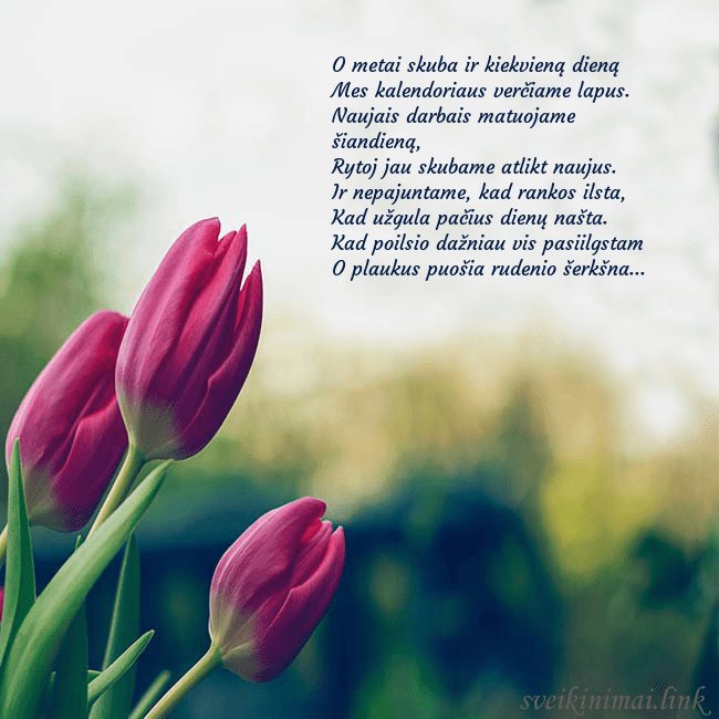 Atvirukas su trim raudonomis tulpėmis