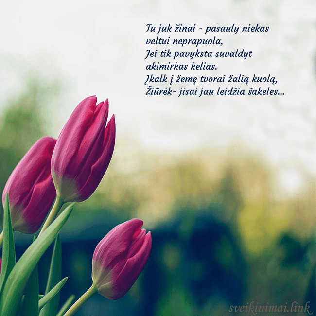 Atvirukas su trim raudonomis tulpėmis Tu juk žinai - pasauly niekas veltui neprapuola,
Atvirukas su trim raudonomis tulpėmis