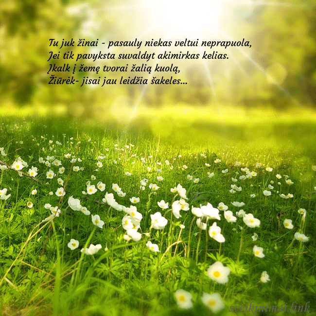 Elektroninė atvirutė su saulės spinduliuose skendinčia pieva Tu juk žinai - pasauly niekas veltui neprapuola,
Elektroninė atvirutė su saulės spinduliuose skendinčia pieva