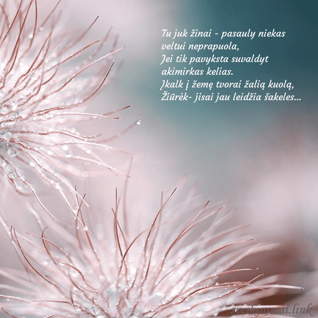 Atvirukas su pūkuotais augaliukais Tu juk žinai - pasauly niekas veltui neprapuola,
Atvirukas su pūkuotais augaliukais