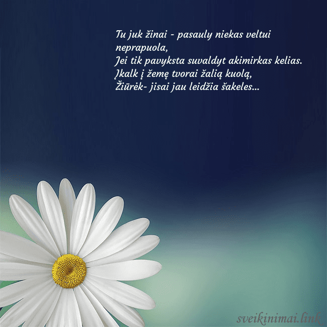 Gimtadienio atvirukas su didele ramune Tu juk žinai - pasauly niekas veltui neprapuola,
Gimtadienio atvirukas su didele ramune