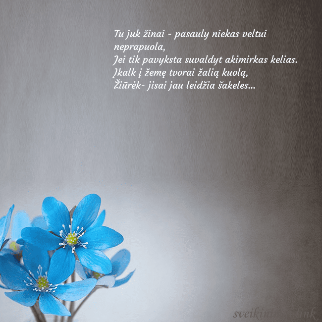 Atvirukas su žibuoklėmis Tu juk žinai - pasauly niekas veltui neprapuola,
Atvirukas su žibuoklėmis