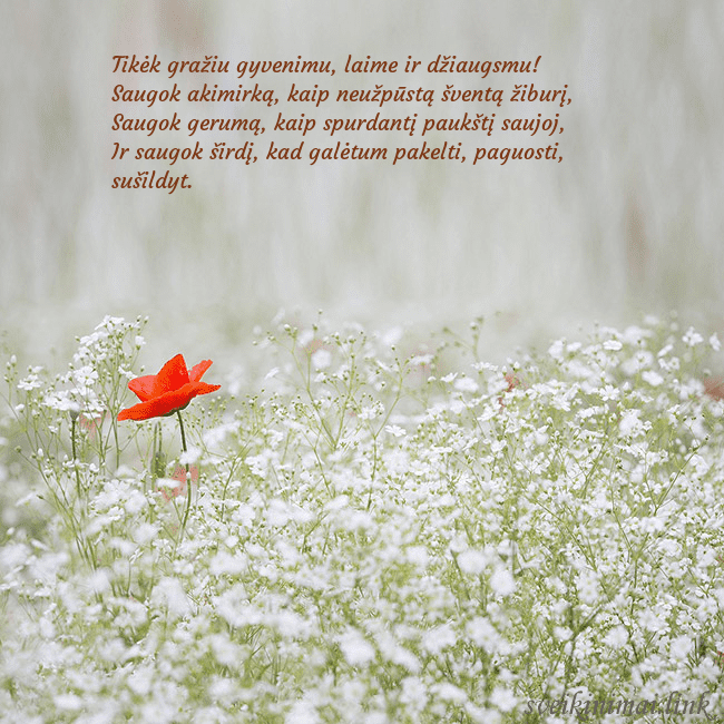 Elektroninis gimtadienio atvirukas su baltomis gėlėmis