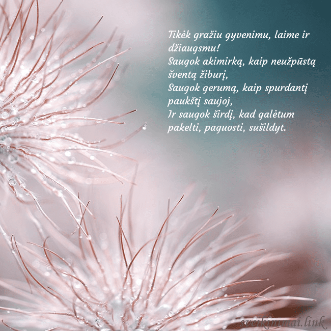 Atvirukas su pūkuotais augaliukais Tikėk gražiu gyvenimu, laime ir džiaugsmu!
Saugok Atvirukas su pūkuotais augaliukais